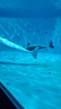 島根県立 しまね海洋館に投稿された画像（2024/11/24）