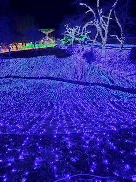 さがみ湖MORI MORIに投稿された画像（2024/11/24）