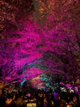 国営昭和記念公園 秋の夜散歩に投稿された画像（2024/11/24）