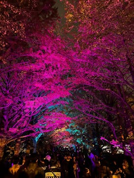 国営昭和記念公園 秋の夜散歩に投稿された画像（2024/11/24）