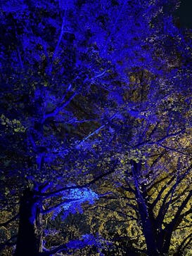 国営昭和記念公園 秋の夜散歩に投稿された画像（2024/11/24）