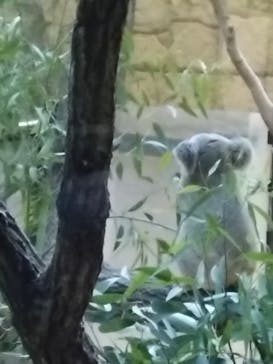 名古屋市東山動植物園に投稿された画像（2024/11/24）