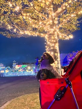 フェスタ・ルーチェに投稿された画像（2024/11/24）