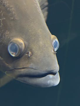 滋賀県立琵琶湖博物館に投稿された画像（2024/11/24）