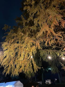 国営昭和記念公園 秋の夜散歩に投稿された画像（2024/11/24）