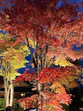 国営昭和記念公園 秋の夜散歩に投稿された画像（2024/11/24）