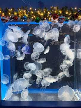 しながわ水族館に投稿された画像（2024/11/24）