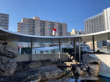 しながわ水族館に投稿された画像（2024/11/24）