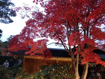 国営昭和記念公園 秋の夜散歩に投稿された画像（2024/11/24）