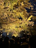 国営昭和記念公園 秋の夜散歩に投稿された画像（2024/11/24）