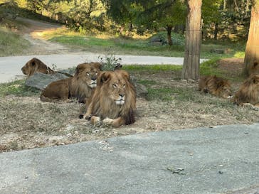 群馬サファリパークに投稿された画像（2024/11/24）