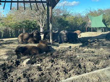 群馬サファリパークに投稿された画像（2024/11/24）