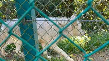 群馬サファリパークに投稿された画像（2024/11/24）