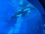 名古屋港水族館に投稿された画像（2024/11/24）