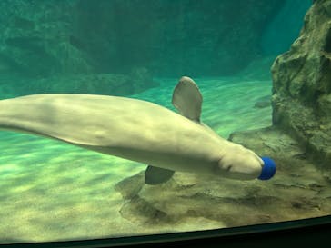 名古屋港水族館に投稿された画像（2024/11/24）