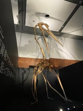 DinoScience 恐竜科学博 ～ララミディア大陸の恐竜物語～ 2024@OSAKAに投稿された画像（2024/11/24）