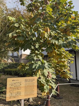 元離宮二条城に投稿された画像（2024/11/24）