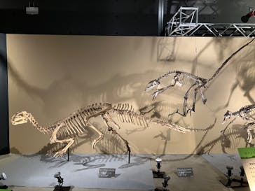 福井県立恐竜博物館に投稿された画像（2024/11/24）