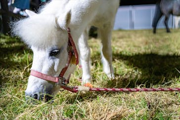 東京メガイルミに投稿された画像（2024/11/24）
