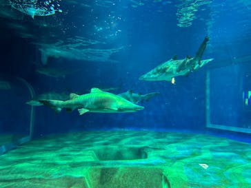 アクアワールド茨城県大洗水族館に投稿された画像（2024/11/24）