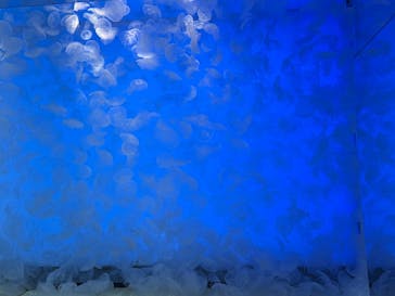 アクアワールド茨城県大洗水族館に投稿された画像（2024/11/24）