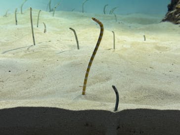 アクアワールド茨城県大洗水族館に投稿された画像（2024/11/24）