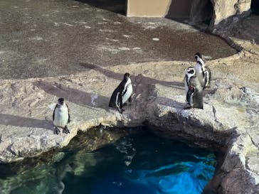 アクアワールド茨城県大洗水族館に投稿された画像（2024/11/24）