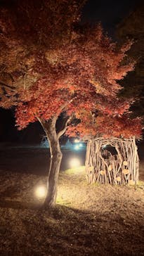 国営昭和記念公園 秋の夜散歩に投稿された画像（2024/11/24）