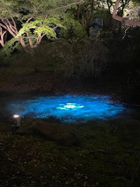 六義園に投稿された画像（2024/11/24）