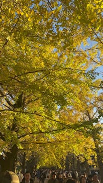 国営昭和記念公園 秋の夜散歩に投稿された画像（2024/11/24）