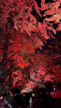 国営昭和記念公園 秋の夜散歩に投稿された画像（2024/11/24）