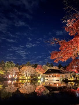 国営昭和記念公園 秋の夜散歩に投稿された画像（2024/11/24）