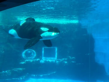 名古屋港水族館に投稿された画像（2024/11/24）