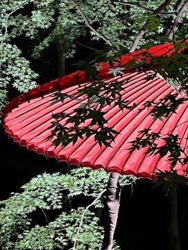 六義園に投稿された画像（2024/11/24）