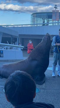 大分マリーンパレス水族館 「うみたまご」に投稿された画像（2024/11/25）