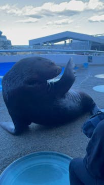 大分マリーンパレス水族館 「うみたまご」に投稿された画像（2024/11/25）