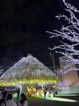 東京メガイルミに投稿された画像（2024/11/25）