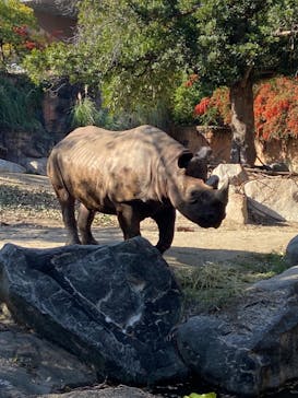 天王寺動物園に投稿された画像（2024/11/25）