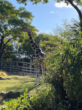 天王寺動物園に投稿された画像（2024/11/25）
