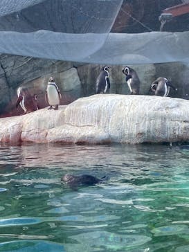 天王寺動物園に投稿された画像（2024/11/25）