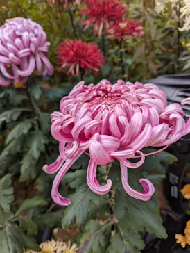 ひらかたパークに投稿された画像（2024/11/25）