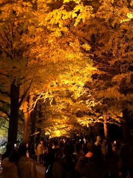 国営昭和記念公園 秋の夜散歩に投稿された画像（2024/11/25）
