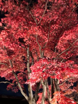 国営昭和記念公園 秋の夜散歩に投稿された画像（2024/11/25）