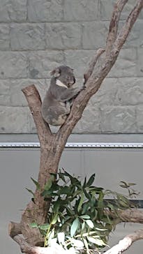 淡路ファームパーク イングランドの丘に投稿された画像（2024/11/25）