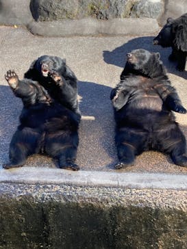 奥飛騨クマ牧場に投稿された画像（2024/11/25）