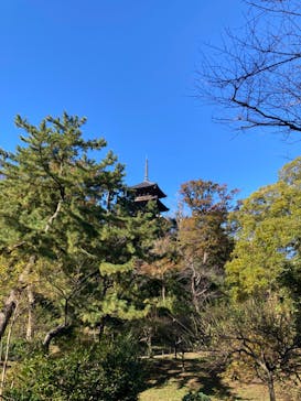 三溪園に投稿された画像（2024/11/25）