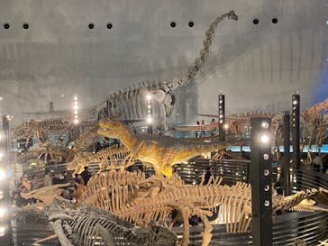 福井県立恐竜博物館に投稿された画像（2024/11/25）