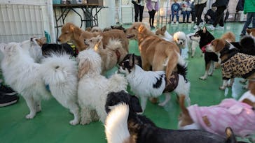 つくばわんわんランドに投稿された画像（2024/11/25）