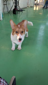 つくばわんわんランドに投稿された画像（2024/11/25）