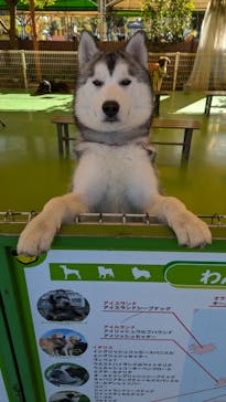 つくばわんわんランドに投稿された画像（2024/11/25）